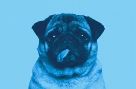Shoreditch Dog Show